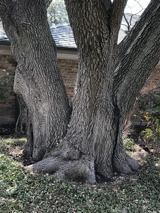 Mature heritage tree close to a Wayne property cared for by certified arborists